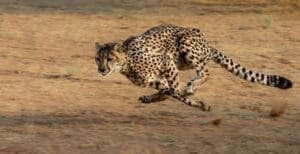 Cheetah