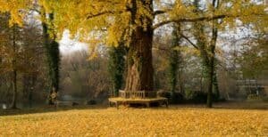 gingko biloba tree